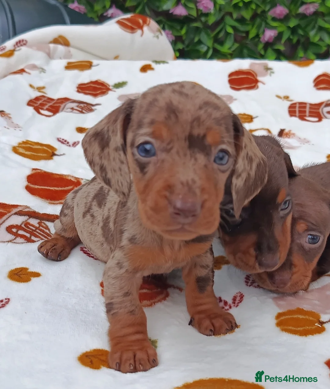Miniature Dachshund dogs for sale: MINI DAXI KC REG PRA CLEAR - Advert 15
