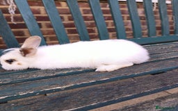 Lionhead rabbits for sale: Two Rabbits - Image 4