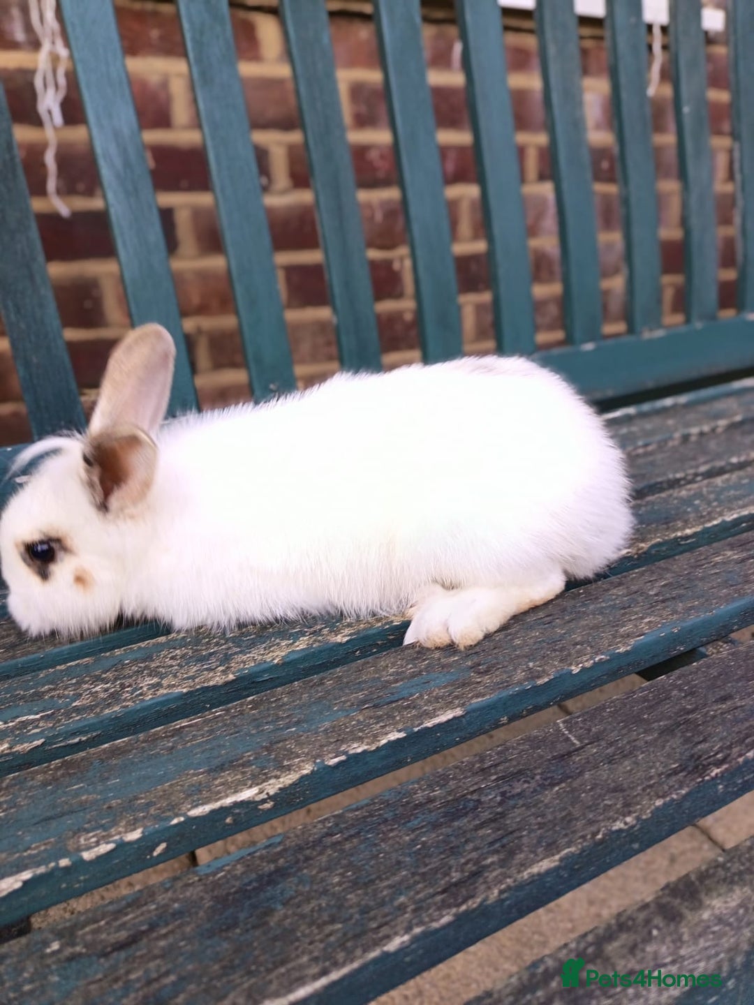 Lionhead rabbits for sale: Two Rabbits - Image 4