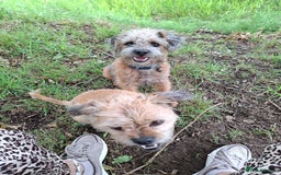 Mixed Breed dogs for sale: Alfie 1 year old male.  - Image 5
