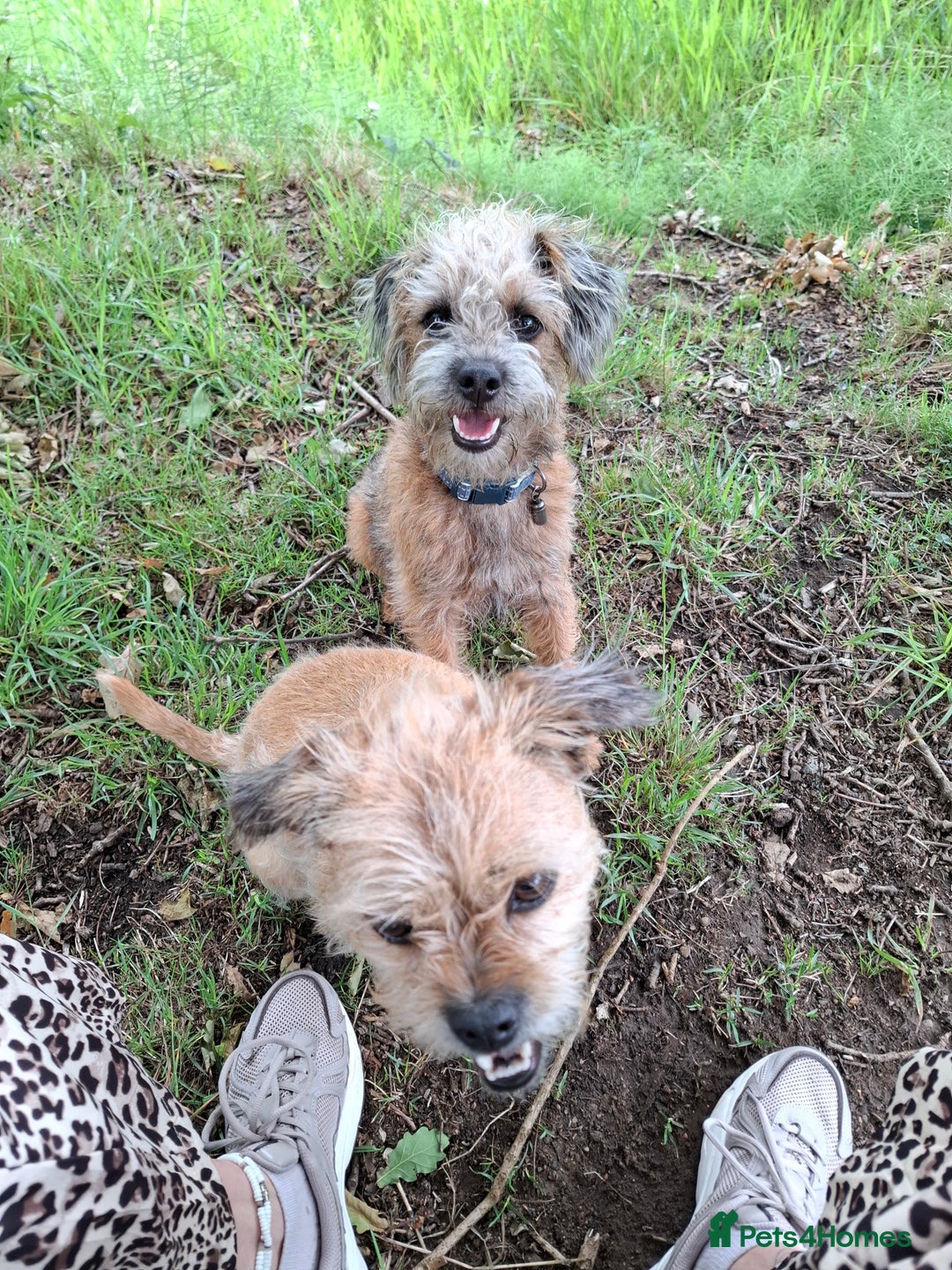 Mixed Breed dogs for sale: Alfie 1 year old male.  - Image 5