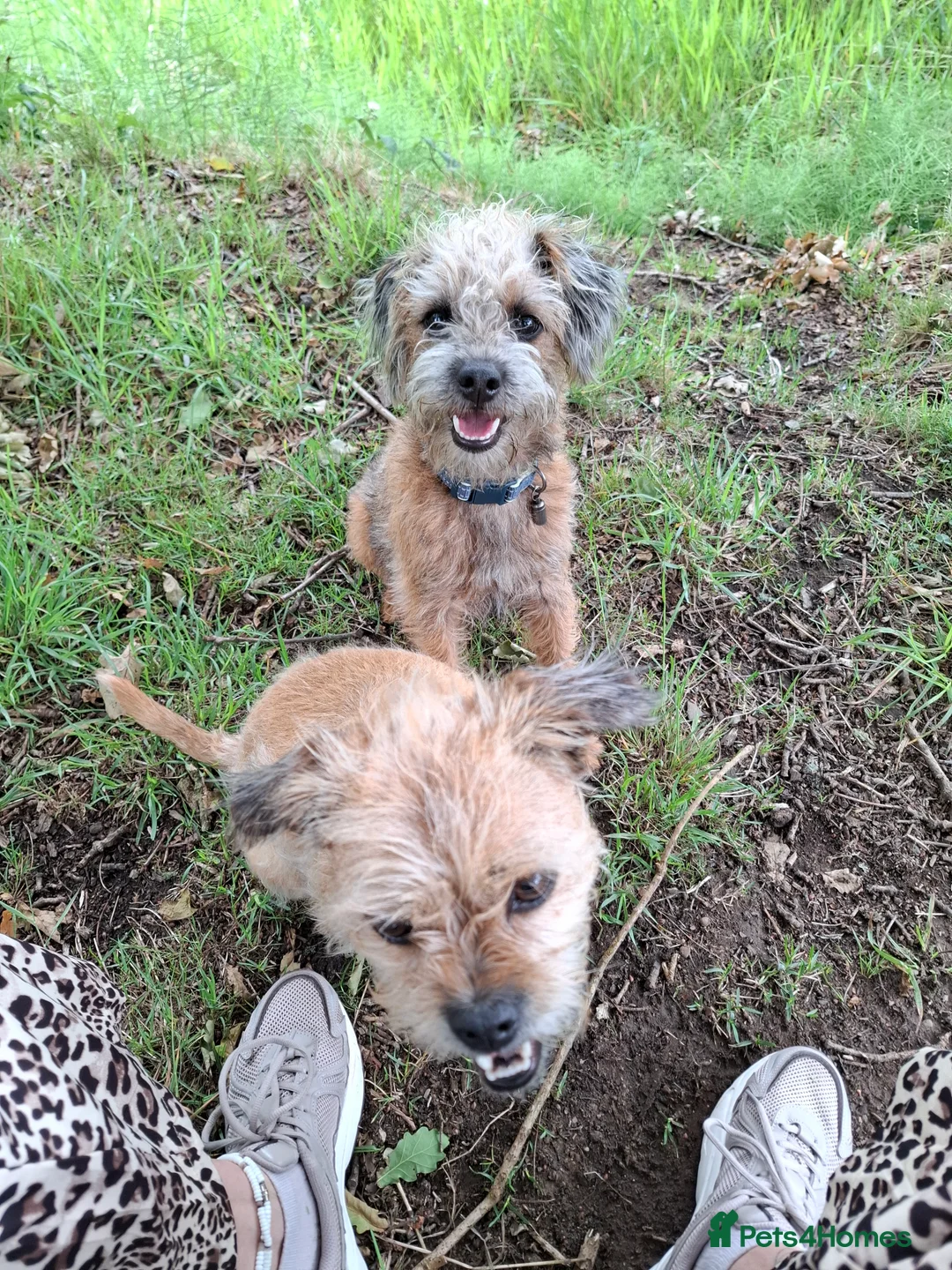 Mixed Breed dogs for sale: Alfie 1 year old male.  - Advert 5