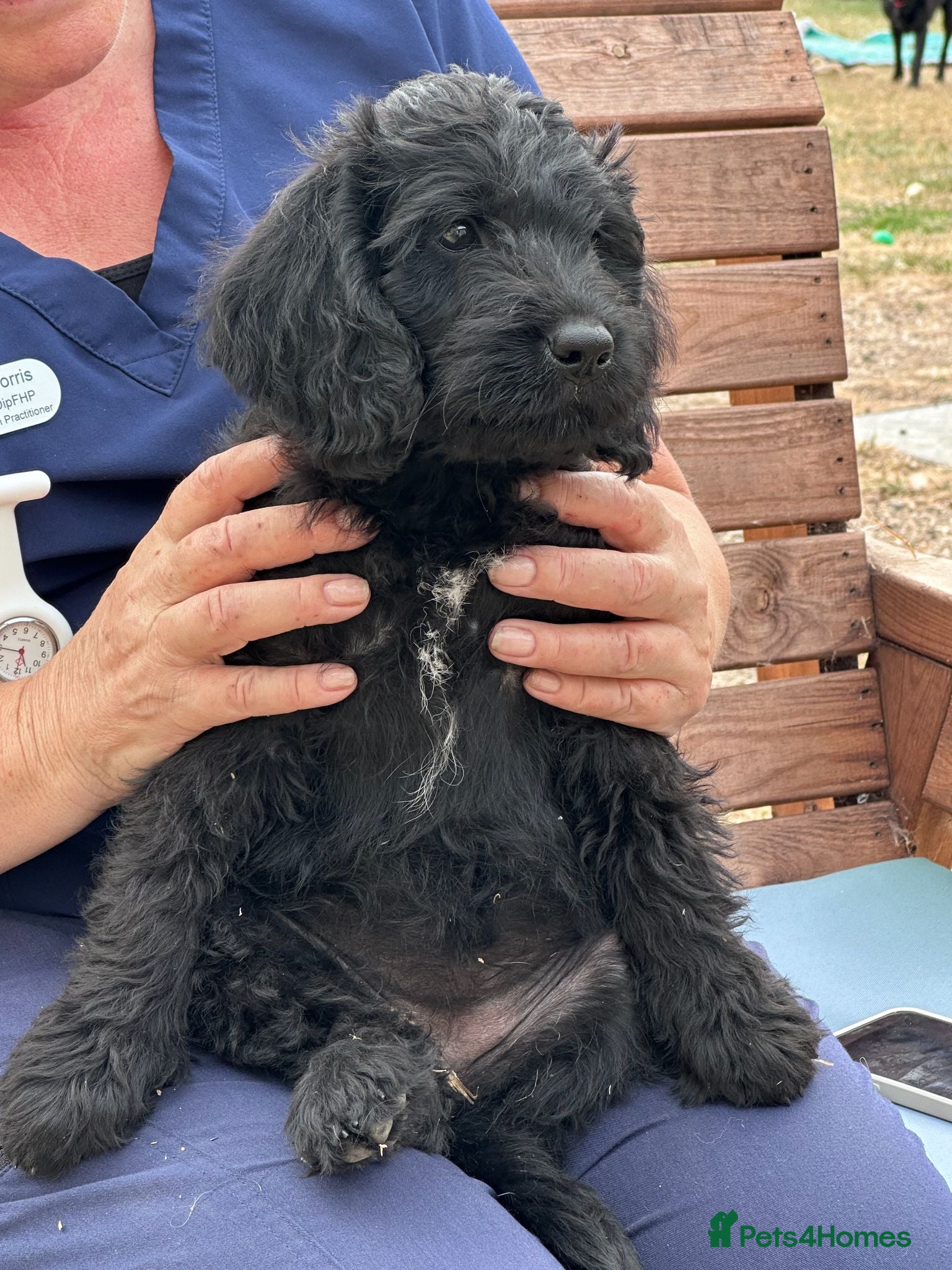 Labradoodle dogs READY NOW Beautiful happy labradoodle puppies - Advert 2