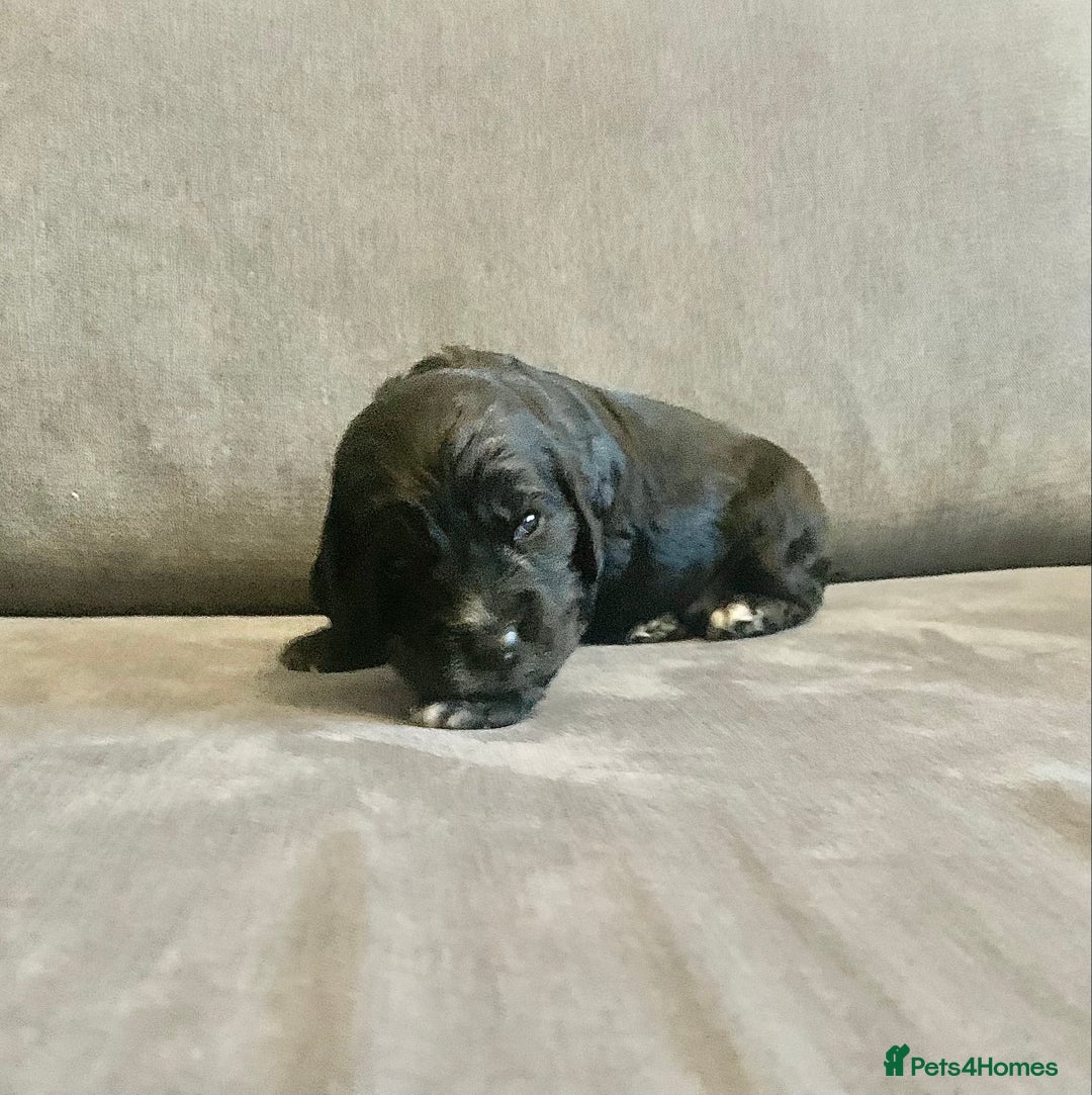 Cockapoo dogs for sale: Cockapoo F1b - Advert 17