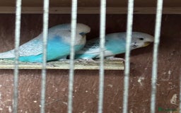 Budgerigars birds for sale: Breeding pairs with chicks - Image 8
