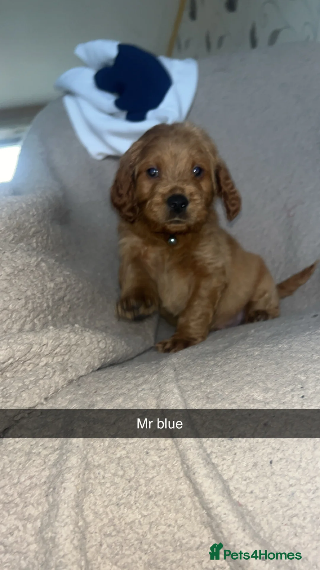 Goldendoodle dogs for sale: F1 golden doodle 5 left viewings now available. - Advert 1