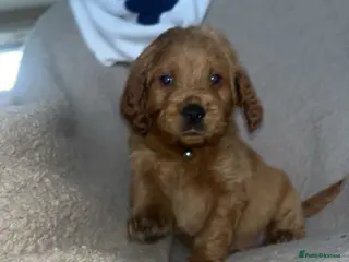 Goldendoodle dogs F1 golden doodle 5 left viewings now available. - Advert 7