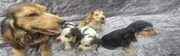 Cocker Spaniel dogs for sale: Show type cocker spaniel puppies stynning in Bolton - Advert 10