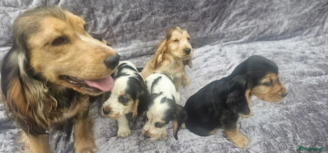Cocker Spaniel dogs for sale: Show type cocker spaniel puppies stynning in Bolton - Advert 10