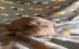 Guinea Pig rodents for sale: Lovely Teddy and Coronet baby Guinea pigs - Image 11
