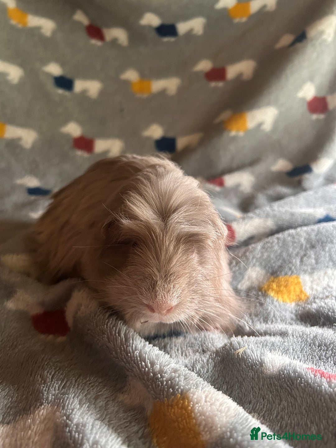 Guinea Pig rodents for sale: Lovely Teddy and Coronet baby Guinea pigs - Image 11