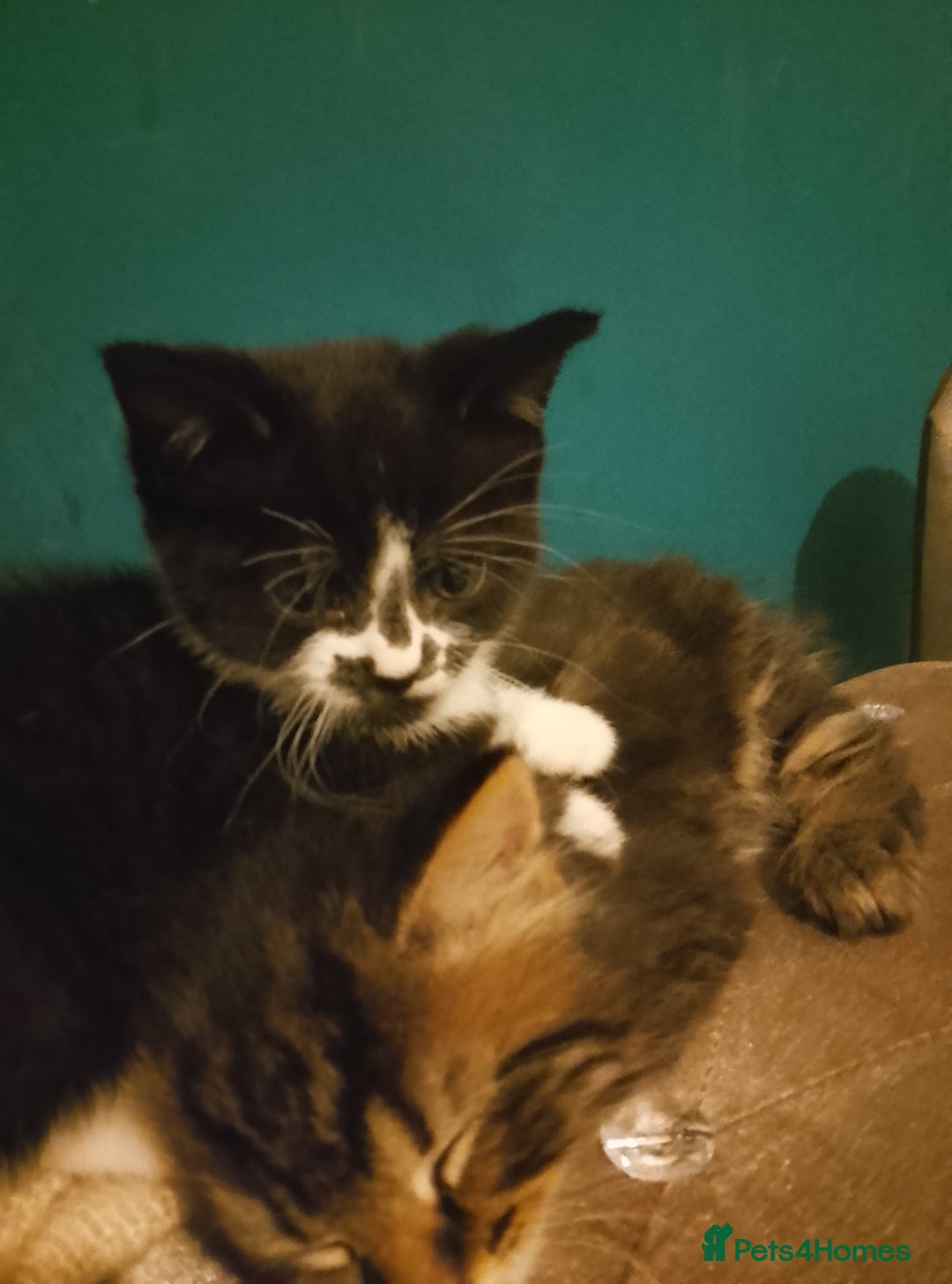 Mixed Breed cats for sale: 2 kittens  - Image 3