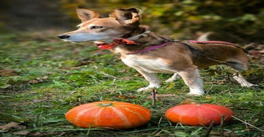 Mixed Breed dogs - Advert 2