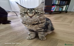 Maine Coon cats for sale: Pure maine coon - Image 18