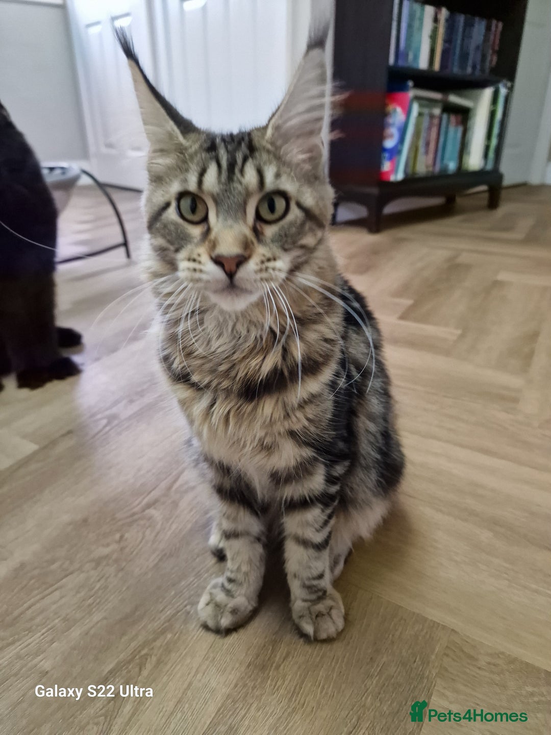 Maine Coon cats for sale: Pure maine coon - Image 18