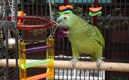 Cockatiels birds for sale: 5* Rehoming of all birds  - Image 6