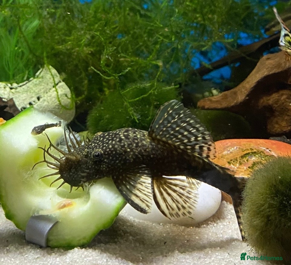Plecos fish Adult ancistrus(bristlenose) plecs albino & brown - Advert 5