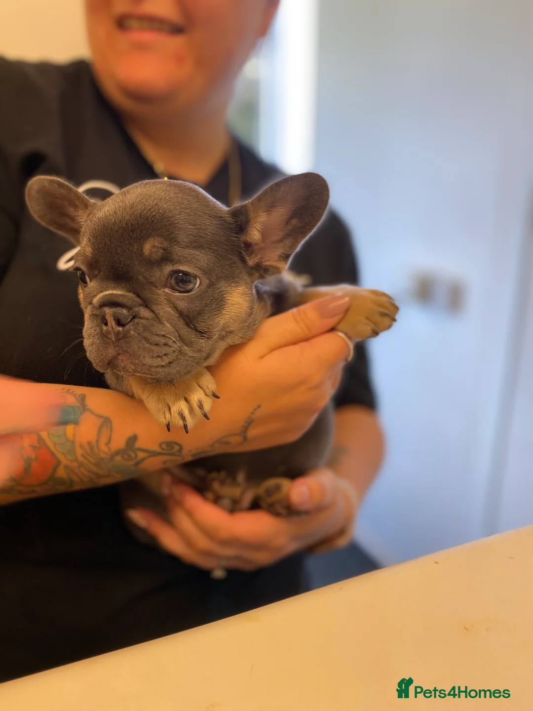 French Bulldog dogs for stud: ISABELLA NEWSHADE AND TAN CREAM CARRIER STUD in Boston - Advert 25