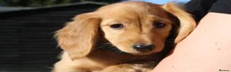 Miniature Dachshund dogs for sale: READYNOW KC cream L/H Health tested Mini Dachshund - Advert 10