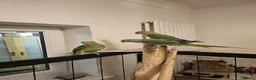 Parakeets birds for sale: Alexandrine parakeet in Derby - Advert 11