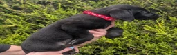 Labrador Retriever dogs for sale: KC Reg Labrador Puppies  in Bradford - Advert 11