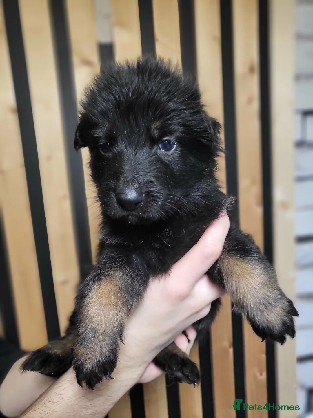German Shepherd dogs for sale: German Shepherd/Alsatian puppies - Advert 15