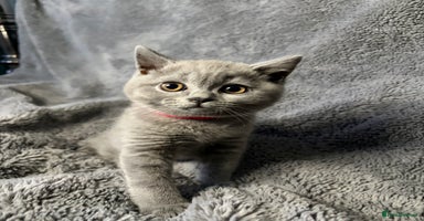 British Shorthair cats - Advert 3