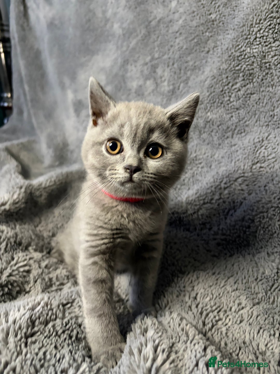 British Shorthair cats for sale: Exceptional British Blue Shorthair Kittens - Advert 3