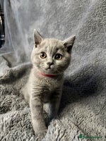 British Shorthair cats - Advert 5