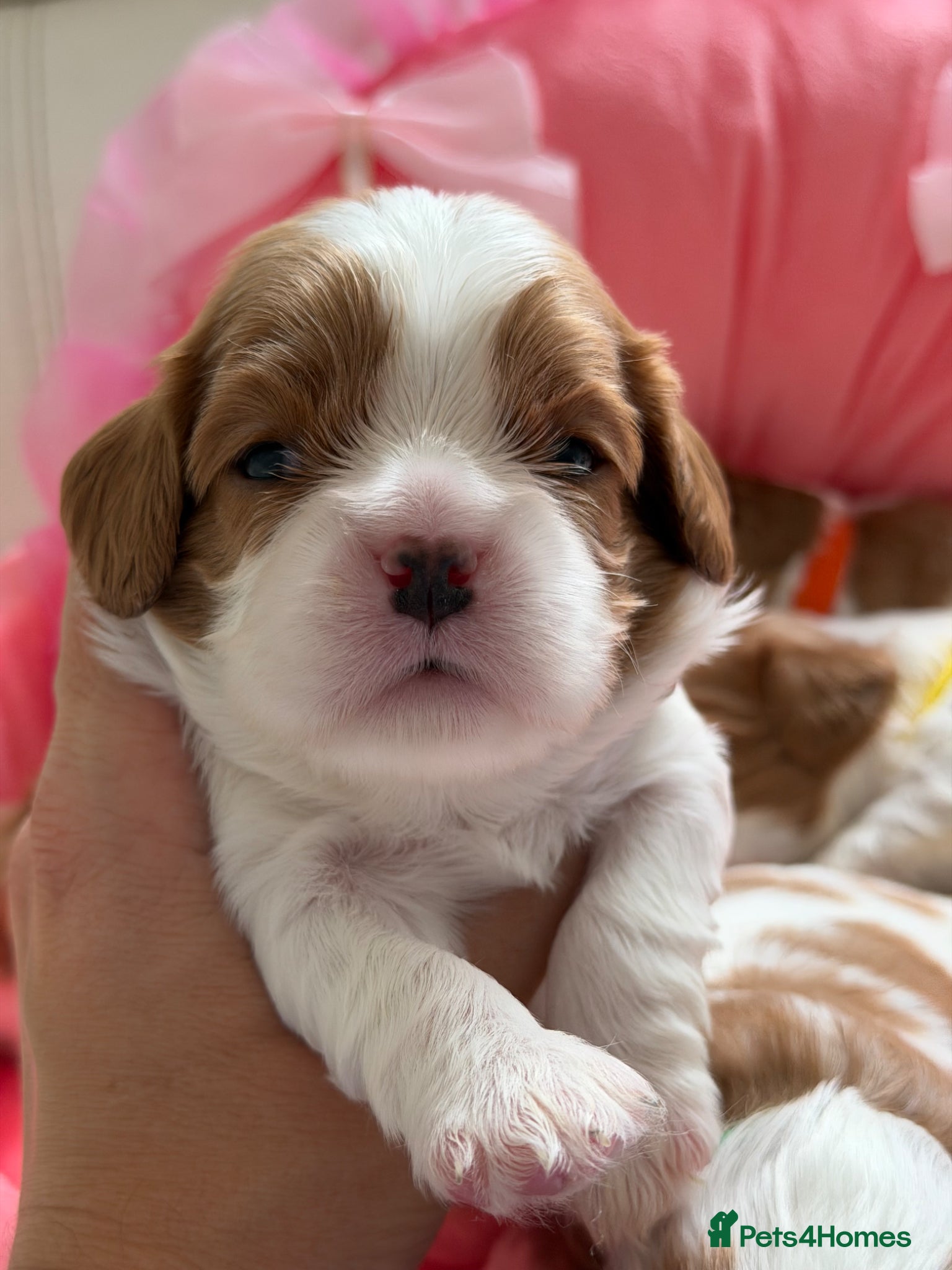 Cavalier King Charles Spaniel dogs KC reg TOP standard Cavaliers King Charles Spaniel - Advert 1