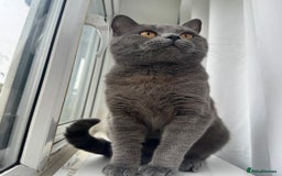 British Shorthair cats for stud: Meet the King of Cuddles in Barking - Image 7