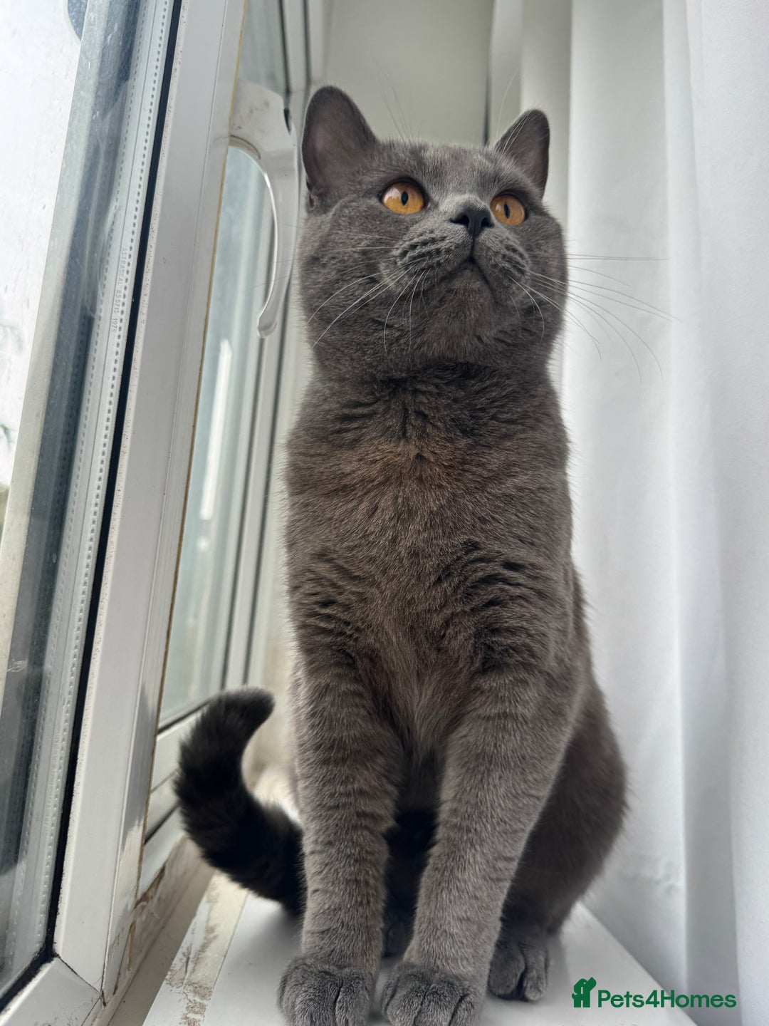 British Shorthair cats for stud: Meet the King of Cuddles in Barking - Image 7