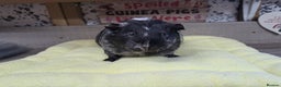 Guinea Pig rodents for sale: Female Guinea Pig - Leeds Area - Advert 3