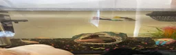 Bettas fish for sale: Male betta, 2 x corydoras, 1 male & 1 female guppy - Advert 1