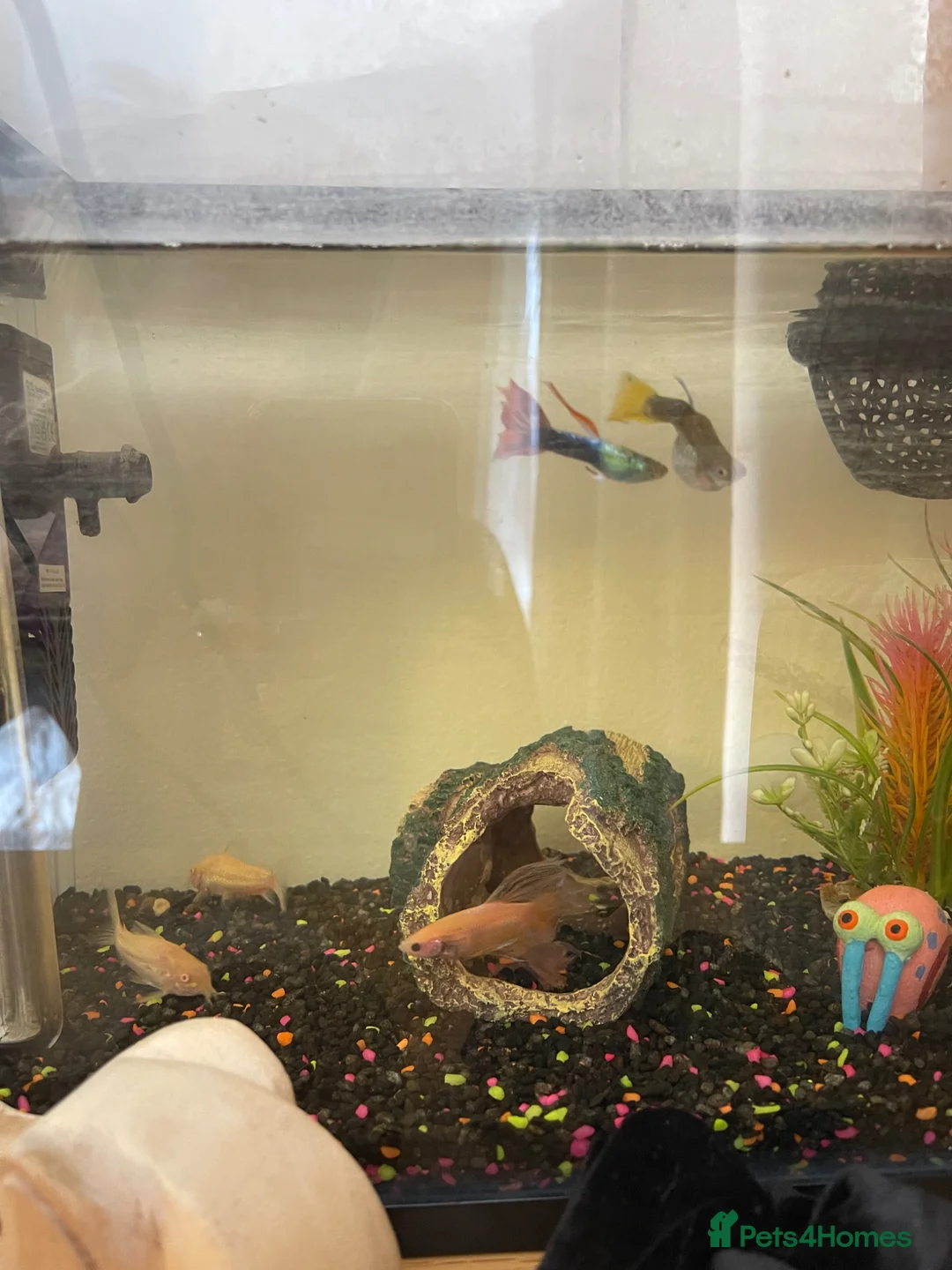 Bettas fish for sale: Male betta, 2 x corydoras, 1 male & 1 female guppy - Advert 1