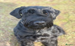 Giant Schnauzer dogs for stud: Giant Schnauzer for stud - Image 14