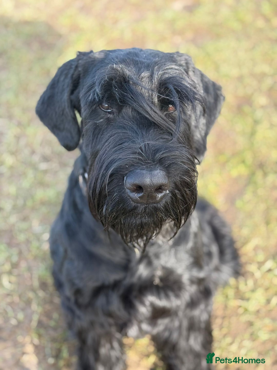 Giant Schnauzer dogs for stud: Giant Schnauzer for stud - Image 14