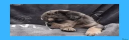 English Bulldog dogs for sale: Stunning Litter of Exotic English Bulldogs - Advert 18