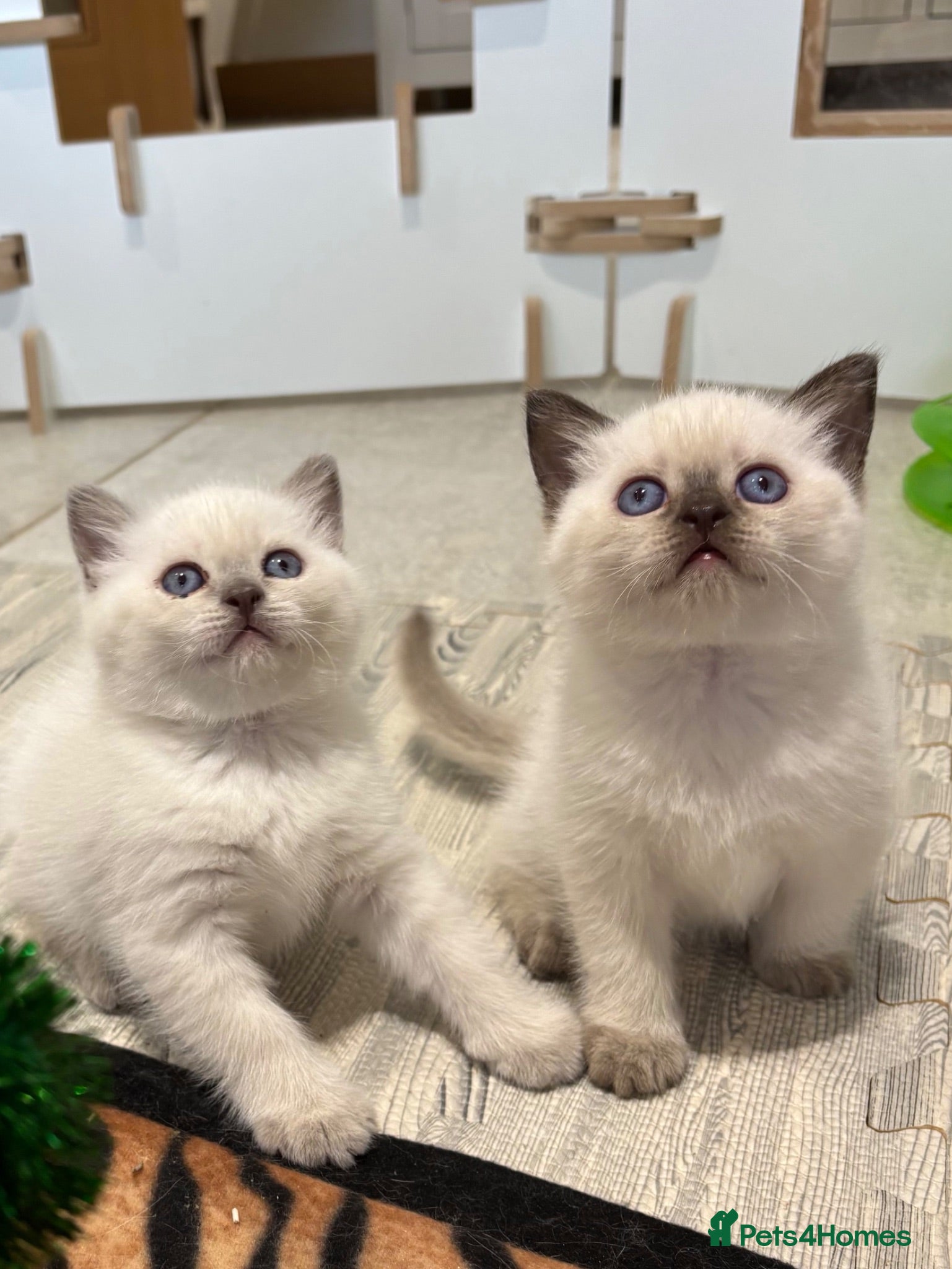 British Shorthair cats British shorthair colourpoint kittens - Advert 1