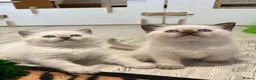 British Shorthair cats for sale: British shorthair colourpoint kittens - Advert 1
