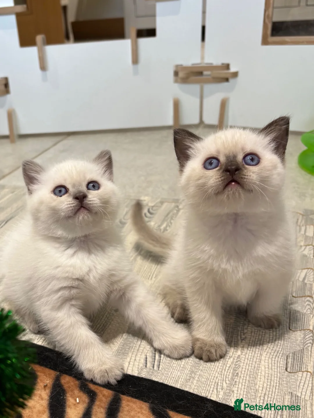 British Shorthair cats for sale: British shorthair colourpoint kittens - Advert 1