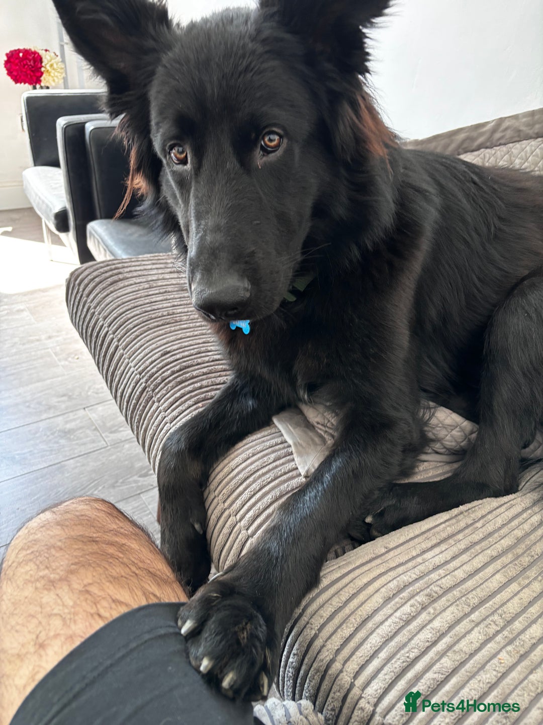 German Shepherd dogs for sale: Ace - Male German Shepherd (1 yr old) - Advert 5