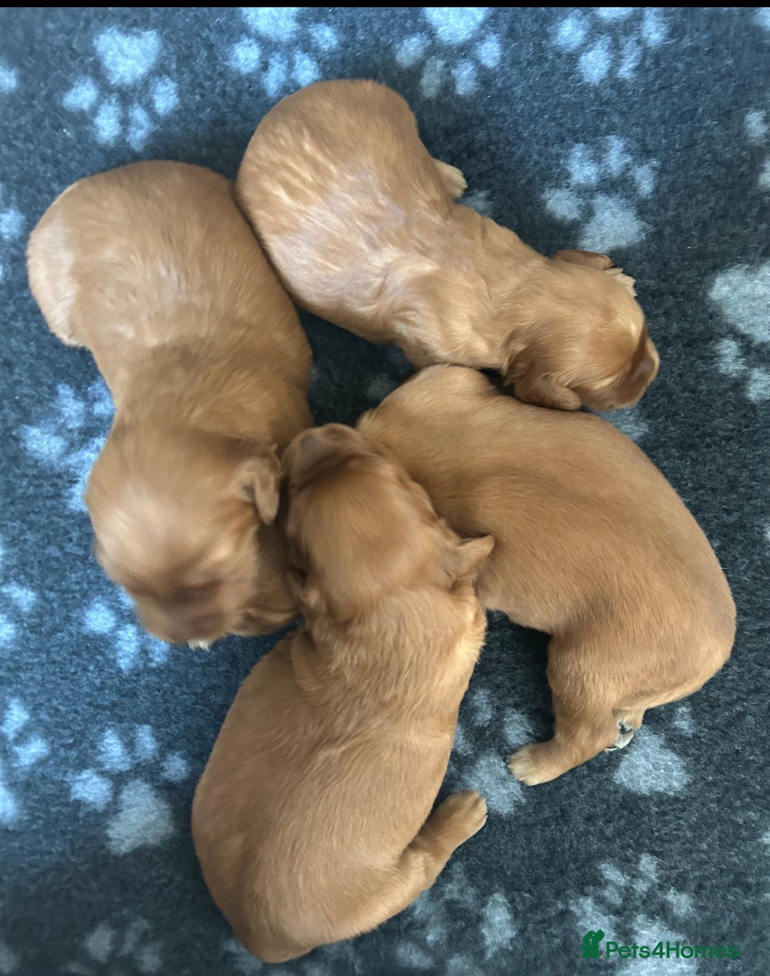 Mixed Breed dogs for sale: Rare Litter of Golden Irish puppies available  - Image 15