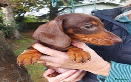 Miniature Dachshund dogs for sale: Beautiful litter of 6 true to type miniature pups. - Image 35