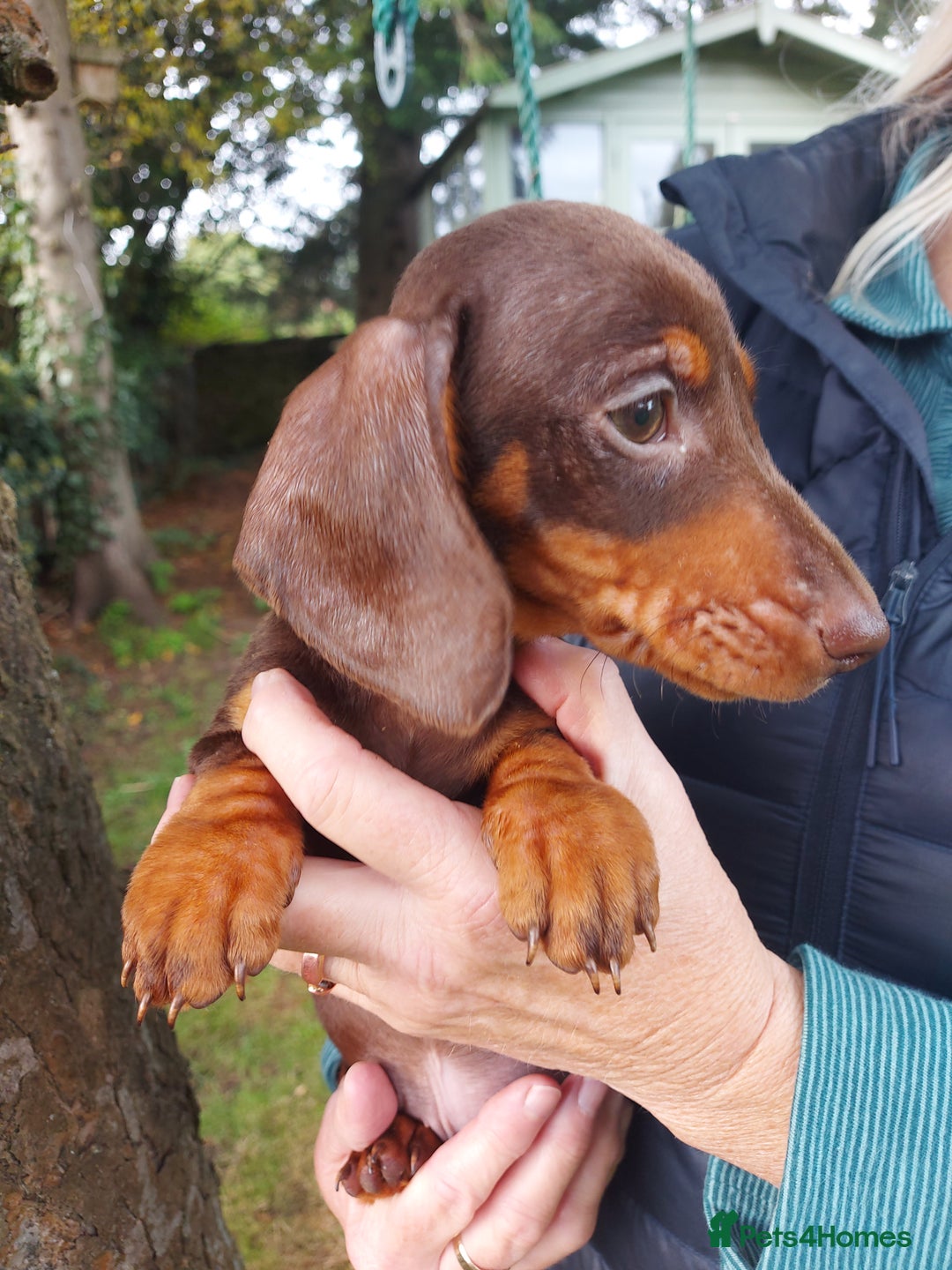 Miniature Dachshund dogs for sale: Beautiful litter of 6 true to type miniature pups. - Image 35