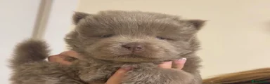 Chow Chow 4