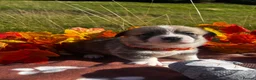 Welsh Corgi Pembroke dogs for sale: Stunning corgi puppies show quality  - Advert 3