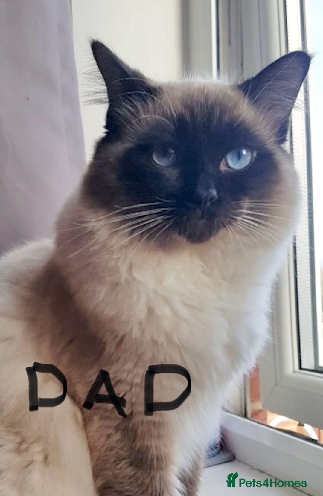 Ragdoll cats for sale: LAST 2 Ragdoll mix kittens - Image 12
