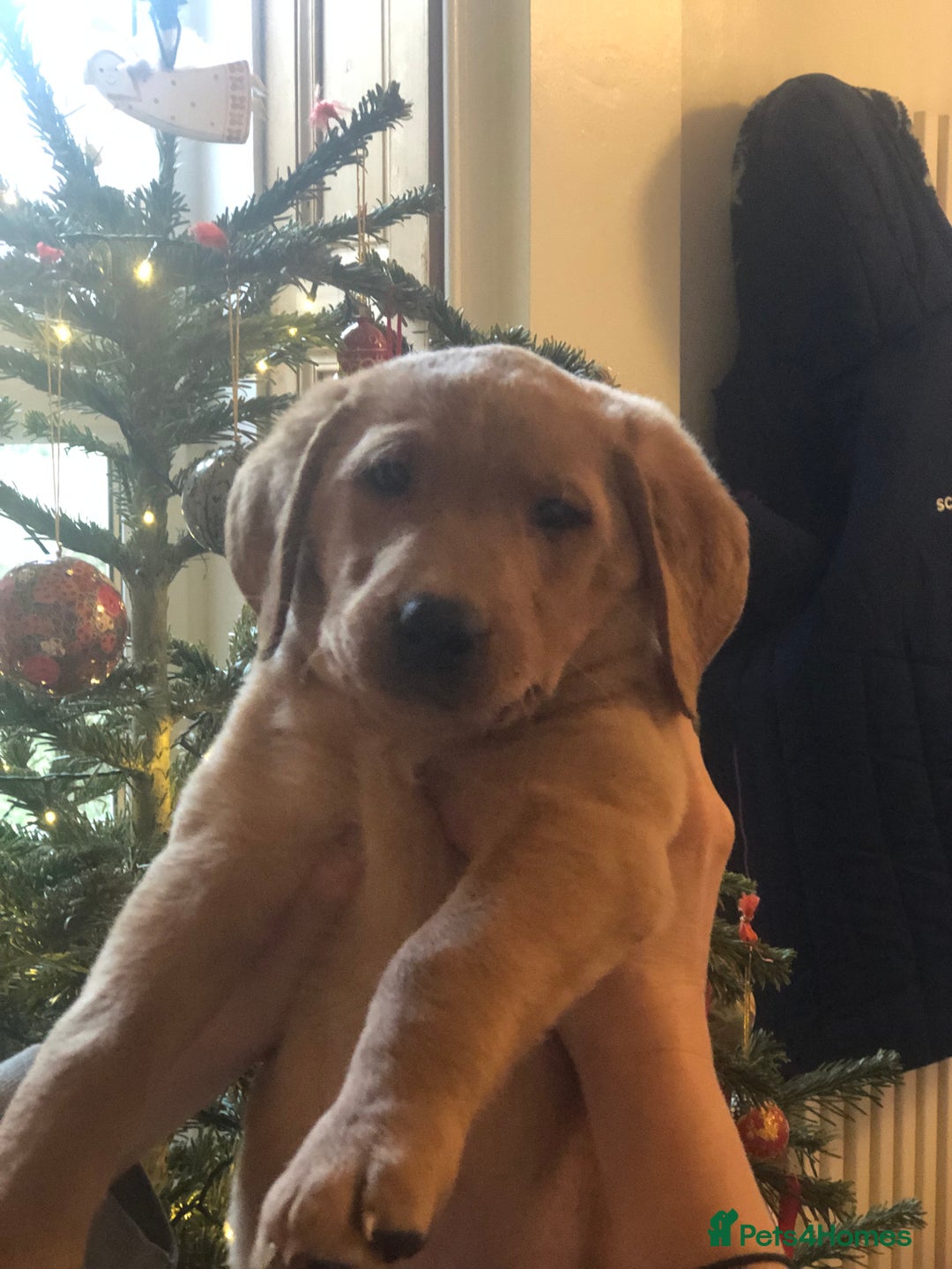 Labrador Retriever dogs for sale: Beautiful Kc registered Royal bloodline Labrador  - Advert 7