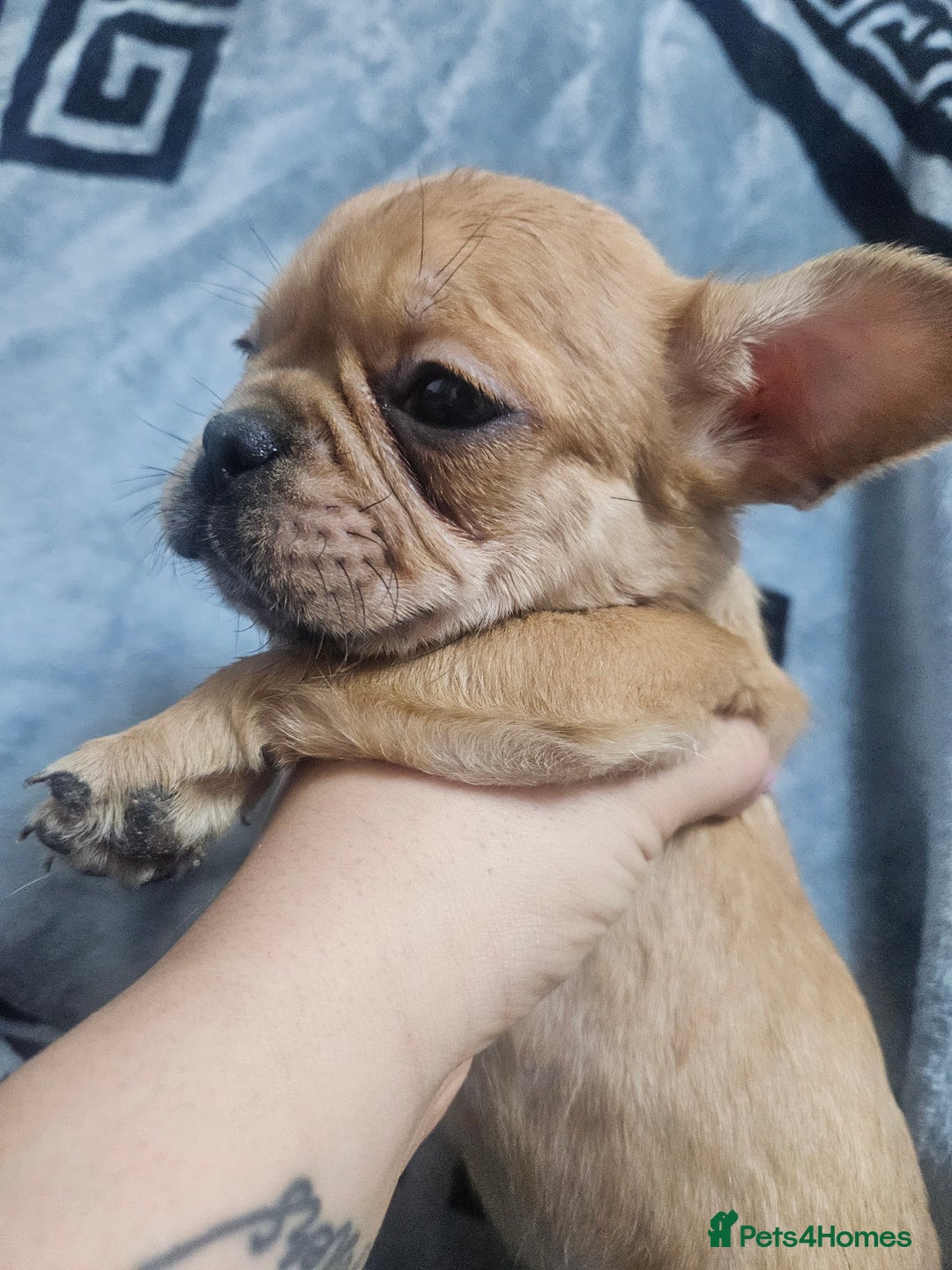 French Bulldog dogs for sale:   HIGH DNA FOR THE LOW ££ BR frenchie boys - Advert 7